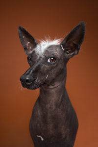 EL XOLOITZCUINTLE